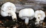fungi images: Agaricus xanthodermus